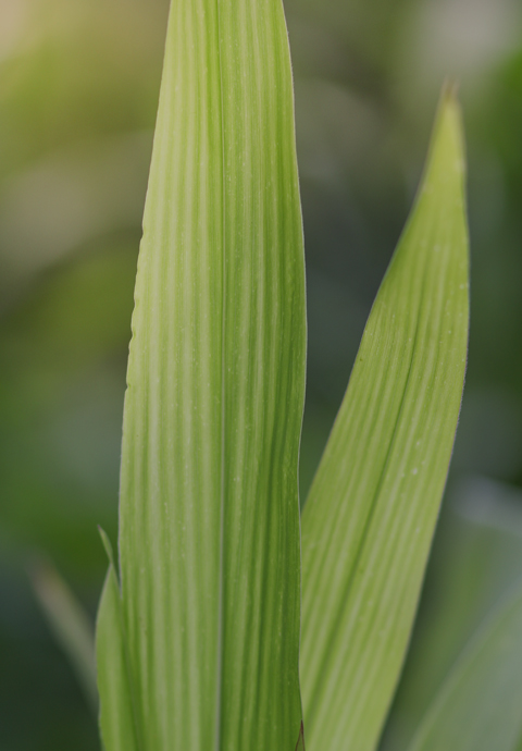 生物基技術